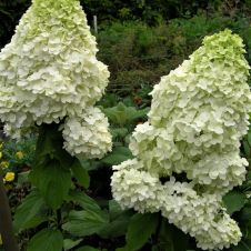 Гортензия метельчатая Magical Matterhorn (Меджикал Матерхорн) С3