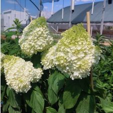 Гортензия метельчатая Magical Mount Malinche (Меджикал Маунт Малинче) С3