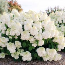 Гортензия метельчатая Magical Mount Fuji (Меджикал Маунт Фуджи) С3