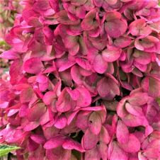 Гортензия метельчатая Magical Mount Fuji (Меджикал Маунт Фуджи) С3