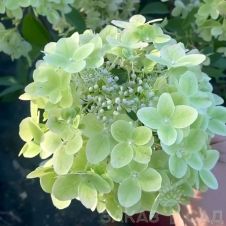 Гортензия метельчатая Metallica (Металлика) С3