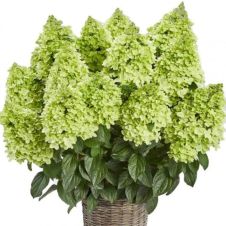 Гортензия метельчатая Pantheon (Пантеон) C3