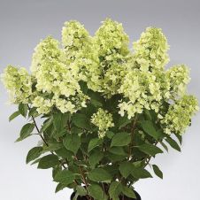 Гортензия метельчатая Panflora (Панфлора) С3