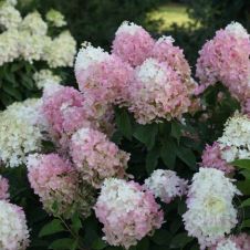 Гортензия метельчатая Pinkachu (Пинкачу) С3