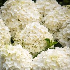 Гортензия метельчатая Summer snow (Саммер сноу) С3