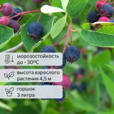 Ирга Ламарка С3