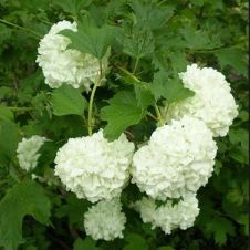 Калина обыкновенная Розеум (Бульденеж) С5