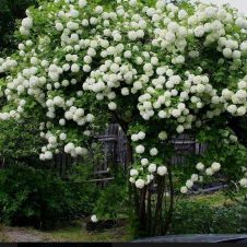 Калина обыкновенная Розеум (Бульденеж) С5