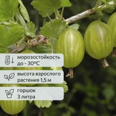 Крыжовник Хинонмаки Грин С3