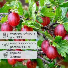 Крыжовник Хиннонмаки Ред С3