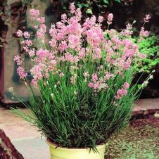 Лаванда узколистная Розеа С3