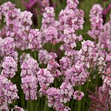 Лаванда узколистная Розеа С3