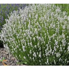 Лаванда узколистная Хидкот Вайт С3
