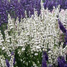 Лаванда узколистная Хидкот Вайт С3