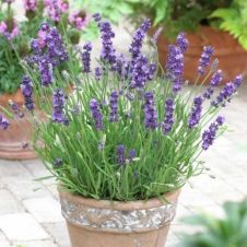 Лаванда узколистная Хидкоте С3