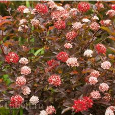 Пузыреплодник калинолистный Diable d'Or (Диабло Дьор) С3