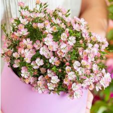 Роза миниатюрная Cutie Pie С3