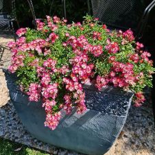 Роза миниатюрная Cutie Pie С3