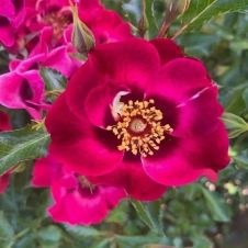 Роза миниатюрная Devil Babylon Eyes C5