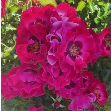 Роза миниатюрная Devil Babylon Eyes C5