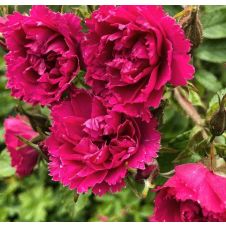 Роза Ругоза «F.J.Grootendorst» (Ф. Дж. Грутендорст) С5