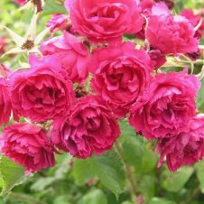 Роза Ругоза «F.J.Grootendorst» (Ф. Дж. Грутендорст) С5