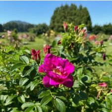 Роза Ругоза «Foxy Pavement» (Фокси Пэйвмент) С5