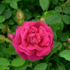 Роза Ругоза «Henri Martin» (Анри Мартин) С5