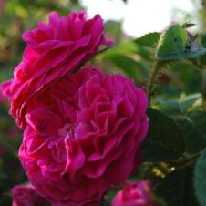 Роза Ругоза «Henri Martin» (Анри Мартин) С5