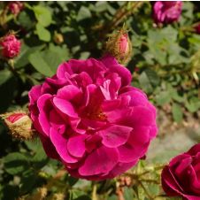 Роза Ругоза «Henri Martin» (Анри Мартин) С5