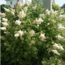 Рябинник рябинолистный Sem С3