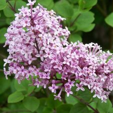 Сирень Мейера Палибин С3