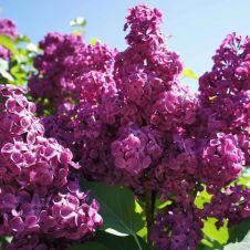 Сирень обыкновенная Звезда Москвы С3