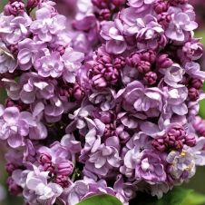 Сирень обыкновенная Катерина Хавемейер С3