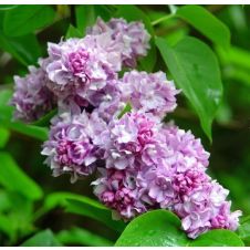 Сирень обыкновенная Катерина Хавемейер С3