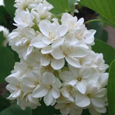 Сирень обыкновенная Monique Lemoine (Моник Лемуан) С3