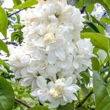 Сирень обыкновенная Monique Lemoine (Моник Лемуан) С3