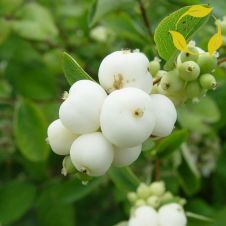 Снежнеягодник белый С3