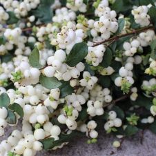 Снежнеягодник белый С3