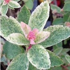 Спирея Вангутта Пинк Айс С3