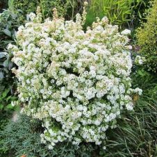 Спирея Вангутта Пинк Айс С3