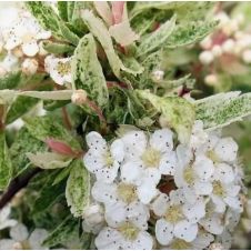 Спирея Вангутта Пинк Айс С3