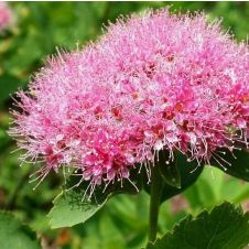 Спирея густоцветковая С3