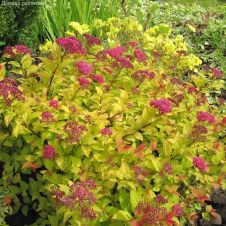 Спирея японская Голден Джек С3