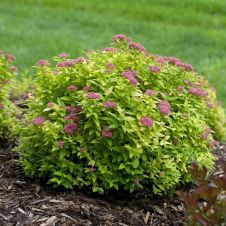 Спирея японская Голден Джек С3