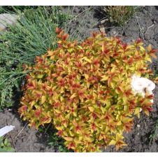 Спирея японская Zen Spirit Gold (Зен Спирит Голд) С3