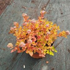 Спирея японская Zen Spirit Caramel (Зен Спирит Карамель) С3