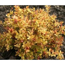 Спирея японская Zen Spirit Caramel (Зен Спирит Карамель) С3