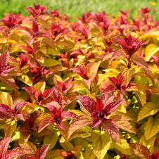 Спирея японская Merlo Star (Мерло Стар) С3