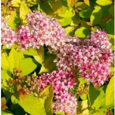 Спирея японская Merlo Star (Мерло Стар) С3